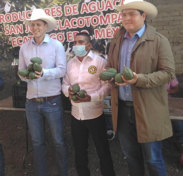 mexico-feria-aguacate